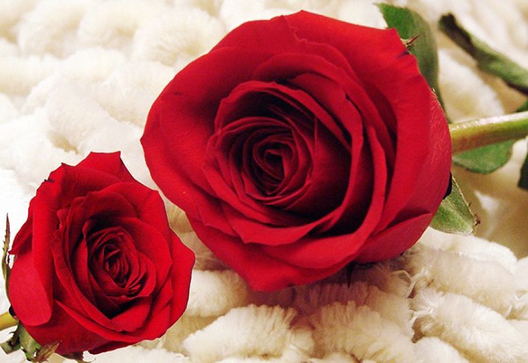 Povestea Zilei Indragostitilor – 14 februarie